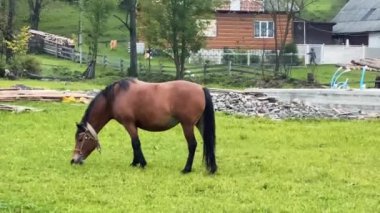 Ev atı kırsalda bir çimenlikte otluyor. Çiftçilik kavramı.