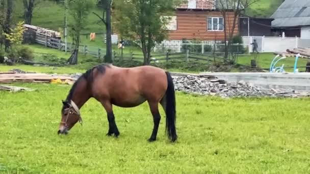 Accueil cheval pâturage sur une pelouse dans la campagne. Concept agricole.