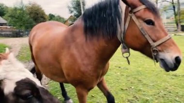 Ev atı kırsalda bir çimenlikte otluyor. Çiftçilik kavramı.