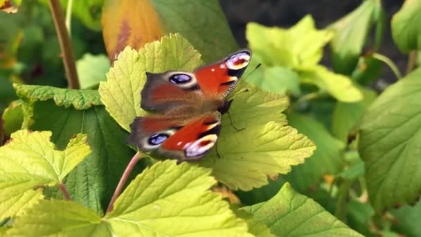 La aglais io mariposa de la familia Nymphalidae se sienta en un enebro en tiempo ventoso y aletea sus alas — Vídeo de stock