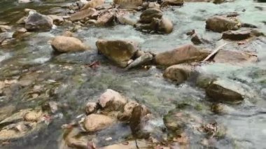 Sonbaharda Ukrayna, Karpatlar 'da güzel bir orman arasında akan dağ nehri. Doğa ve turizm kavramı