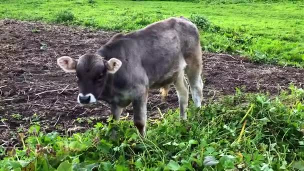 Vaca casera pastando en un césped en el campo. Concepto agrícola — Vídeo de stock