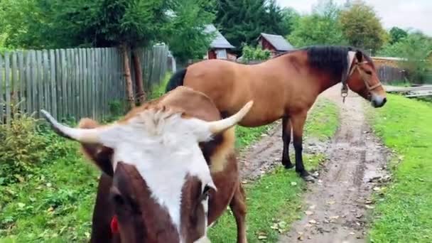 Boskap ko och häst betar på en gräsmatta på landsbygden. Jordbrukskoncept — Stockvideo