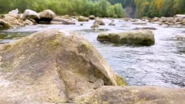 Sonbaharda Ukrayna, Karpatlar 'da güzel bir orman arasında akan dağ nehri. Doğa ve turizm kavramı