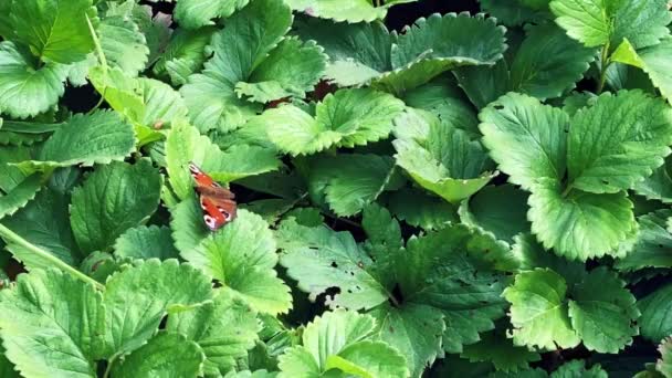 A nimfálfélék családjába tartozó aglais io pillangó egy borókán ül szeles időben és szárnyait csapkodja. — Stock videók