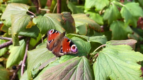 Alais io motýl z čeledi nymfalidae sedí na jalovci za větrného počasí a mává křídly — Stock video