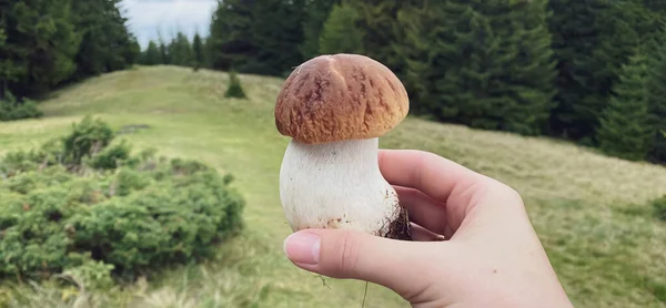 A close-up in the forest in a hand a white mushroom - a mushroom from the genus Boletus, the most valuable edible mushroom — Stock Photo, Image