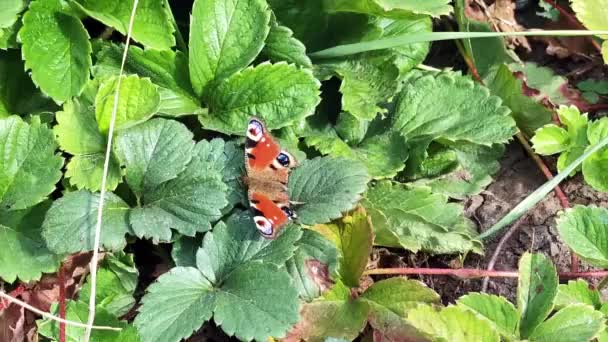 La aglais io mariposa de la familia Nymphalidae se sienta en un enebro en tiempo ventoso y aletea sus alas — Vídeo de stock