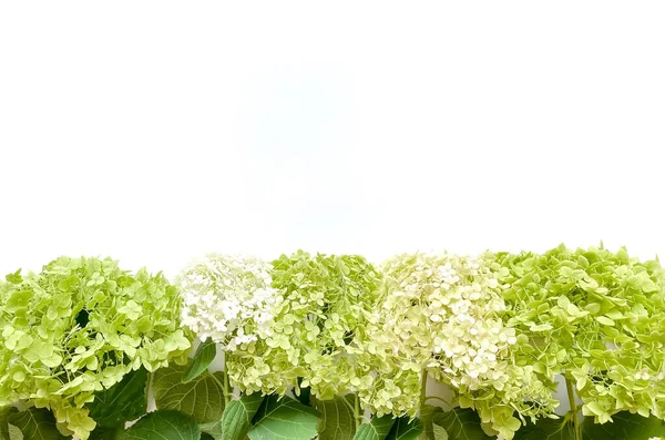 Квіти композиції з зелених квітів гортензії на білому тлі. Весняний, літній шаблон для ваших проектів . — стокове фото