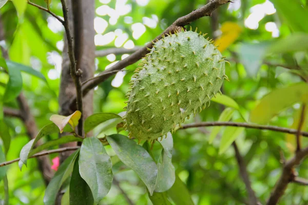 Frutos agrios en un árbol frutal tropical de cerca —  Fotos de Stock