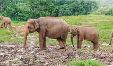 Bir grup Hint fili çocuk odası bölgesinde açık havada yürür.
