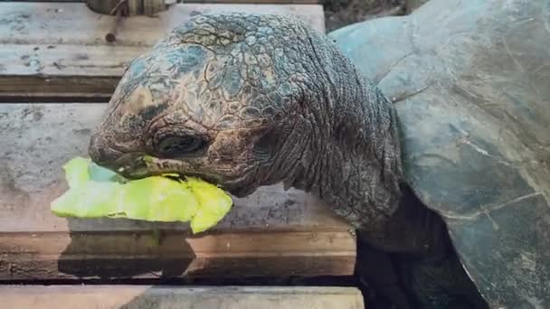 Reuzen- of Seychellen reuzenschildpad close-up in een beschermd gebied eet koolbladeren en wandelingen — Stockvideo