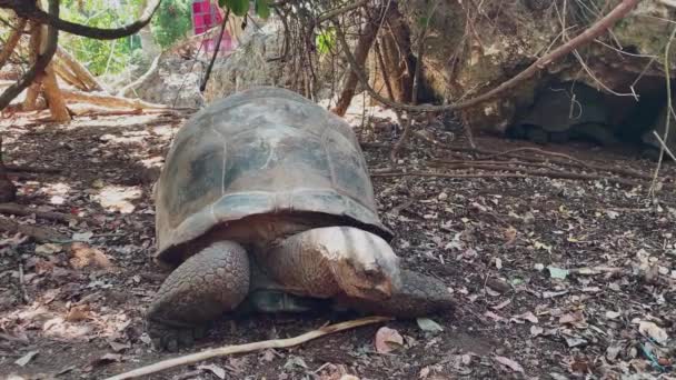 Reuzen- of Seychellen reuzenschildpad close-up in een beschermd gebied eet koolbladeren en wandelingen — Stockvideo