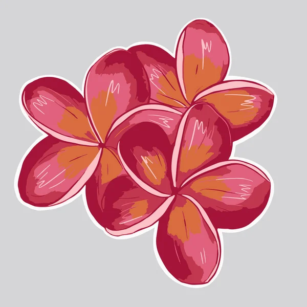 白い縁に熱帯性の赤いチュウメリアの花のベクトルステッカー — ストックベクタ