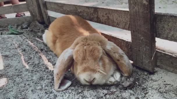 Güzel, kabarık kulaklı, dekoratif bir tavşan dışarıda uzanıyor ve uyuyor. — Stok video