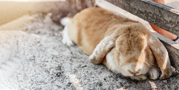 Um belo coelho decorativo fofo dobrado ao ar livre encontra-se e dorme — Fotografia de Stock