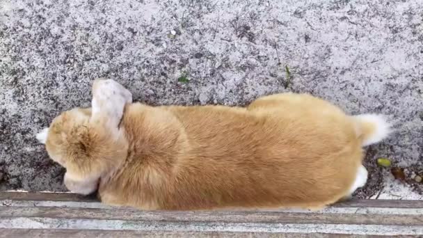 Un hermoso conejo decorativo esponjoso de orejas plegadas al aire libre yace y duerme — Vídeo de stock