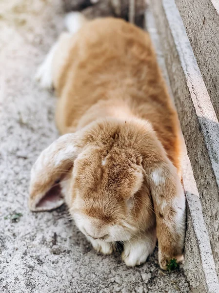 A beautiful fluffy fold-ear decorative rabbit outdoors lies and sleeps — стоковое фото