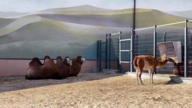 Hayvanat bahçesinin park bölgesinde Bactrian develeri.