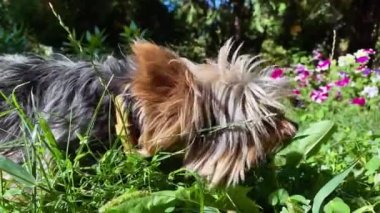 Yetişkin bir Yorkshire teriyeri köpeği bahçede uzanıyor ve ot yiyor.