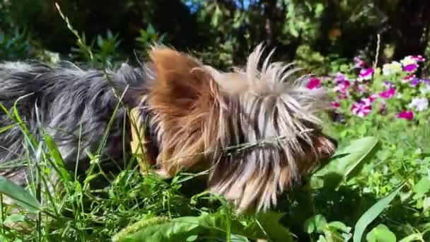 Yetişkin bir Yorkshire teriyeri köpeği bahçede uzanıyor ve ot yiyor. — Stok video