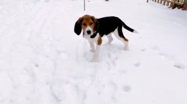 Bir av köpeği kışın karda yürür, oynar, dalları kemirir. Hayvanlı komik videolar