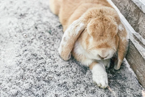 Um belo coelho decorativo fofo dobrado ao ar livre encontra-se e dorme — Fotografia de Stock