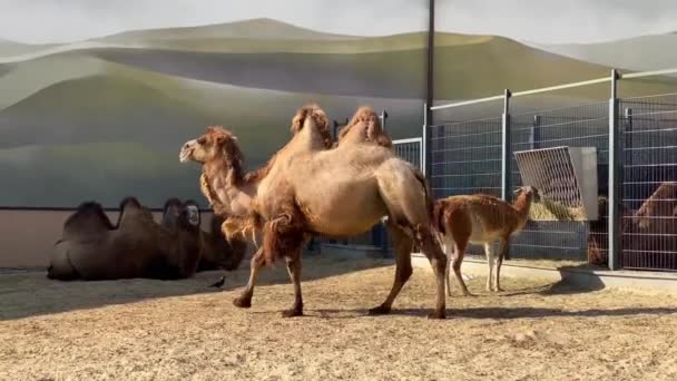 Camellos bactrianos en el territorio del zoológico en la zona del parque — Vídeos de Stock