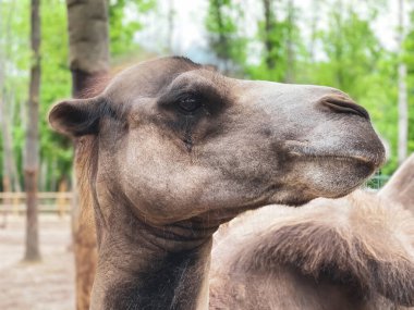 Hayvanat bahçesinin park bölgesinde Bactrian develeri.