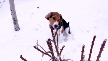 Bir av köpeği kışın karda yürür, oynar, dalları kemirir. Hayvanlı komik videolar