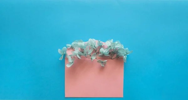 Sobre rosa con flores blancas hortensias en el interior sobre un fondo azul — Foto de Stock