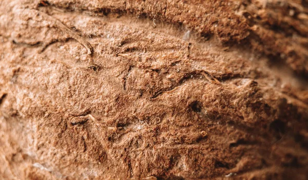 Hindistan cevizi meyvesinin makrofotoğrafçılık dokusu. Yemek fotoğrafçılığı