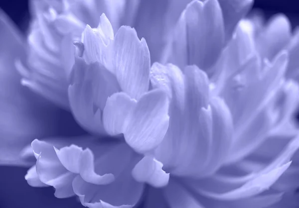 Närbild av pion blomma kronblad i färg av året 2022 veri peri. Naturlig mjuk bakgrund för din design — Stockfoto