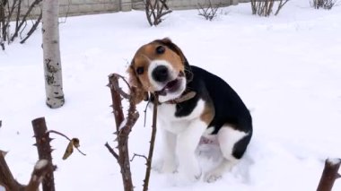 Bir av köpeği kışın karda yürür, oynar, dalları kemirir. Hayvanlı komik videolar