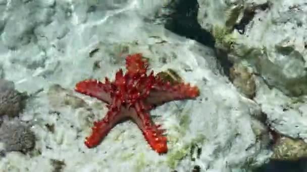 Röd sjöstjärna närbild i havsvatten bland alger — Stockvideo