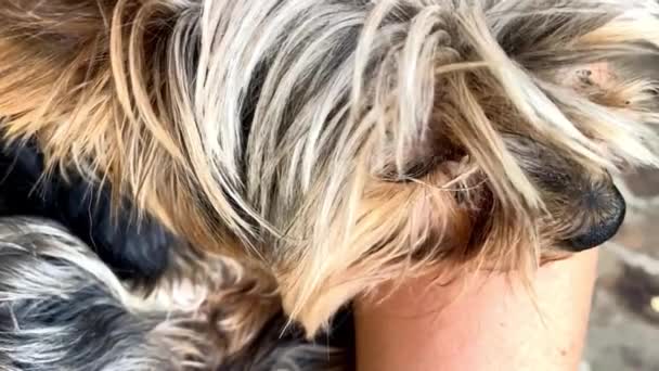 A yorkshire terrier dog lies on the owners lap and you turn and look at the camera in slow motion format — Stok video