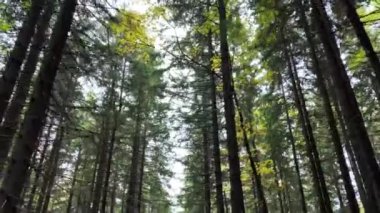 Bottom view in the forest on the crowns of trees in the summer