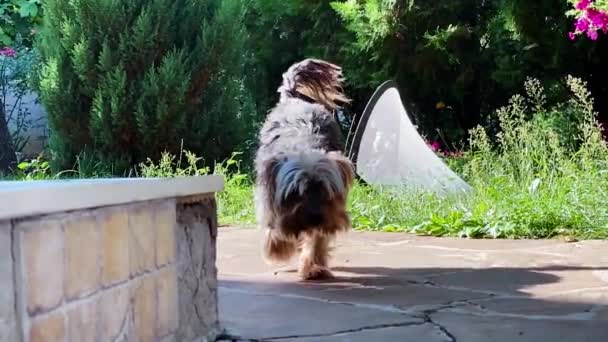 A yorkshire terrier dog near the porch of a private house in slow motion format — Stok video