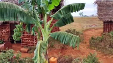 Yazın yerel Afrika köyü, kil evler, sazdan çatılar, muz ağaçları. Seyahat ve turizm kavramı