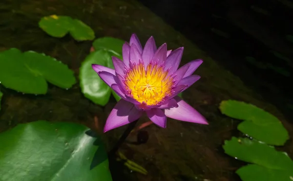 Close-up de uma flor de lótus roxo em uma lagoa decorativa — Fotografia de Stock