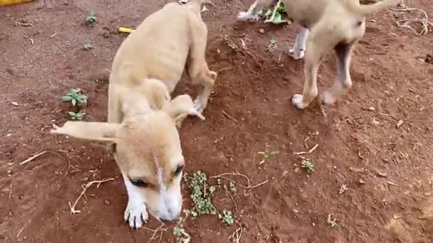 Yazın Afrika 'nın küçük bir köyünde, küçük bir Afrikalı. Köpekler. Seyahat ve turizm kavramı — Stok video