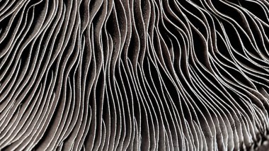 Seçici odaklanma, Şampiyon mantarı alttaki görüntüsünün soyut kapsüllerine yakın çekim. Yiyecek arka planı, mantarın makrofotoğrafçılığı.