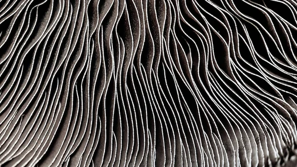 Seçici odaklanma, Şampiyon mantarı alttaki görüntüsünün soyut kapsüllerine yakın çekim. Yiyecek arka planı, mantarın makrofotoğrafçılığı.