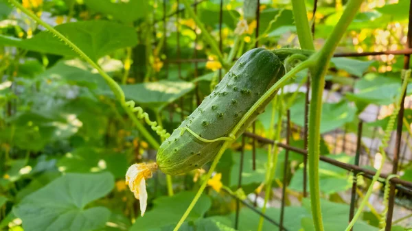 天気の良い日には、オープンフィールドの茂みの上にキュウリを熟す。農業と農業の概念 — ストック写真