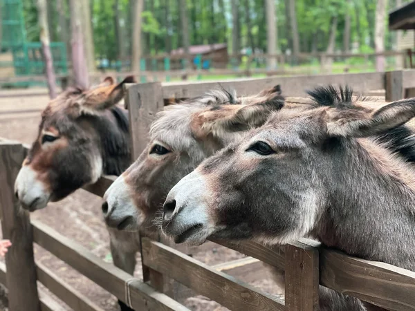 Close-up retrato de belos burros em um dia claro — Fotografia de Stock