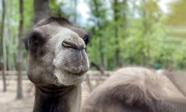 Bactrian camel close-up on the territory of the zoo in the park area — Stock Photo, Image