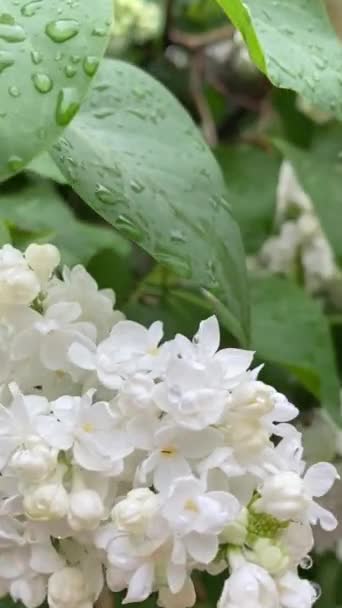 Close-up planta de jardín blanco lila — Vídeos de Stock