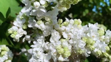 Kapalı bahçe bitkisi beyaz leylak