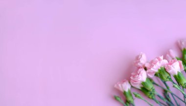 Çiçek kompozisyonu. Yumuşak pembe arka planda pembe çiçekler. Bahar, yaz konsepti. Düz konum, üst görünüm, kopyalama alanı