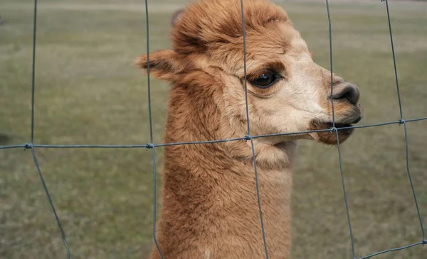 Primer plano de una alpaca en una granja en un día claro y soleado — Foto de Stock